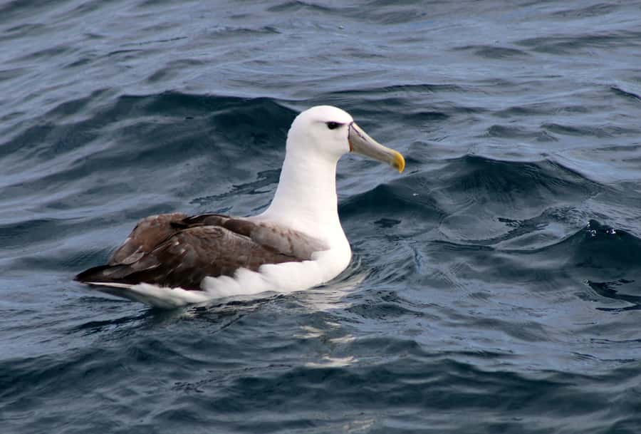 Philip Island: Dolphin and Whale Cruise - Key points to know before you book