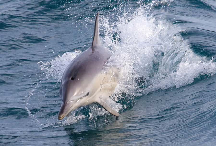 Philip Island: Dolphin and Whale Cruise - What the Phillip Island wildlife cruise is really like