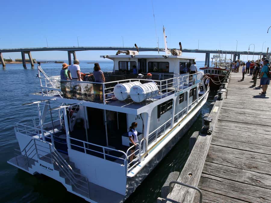 Philip Island: Dolphin and Whale Cruise - Searching for humpback and southern right whales