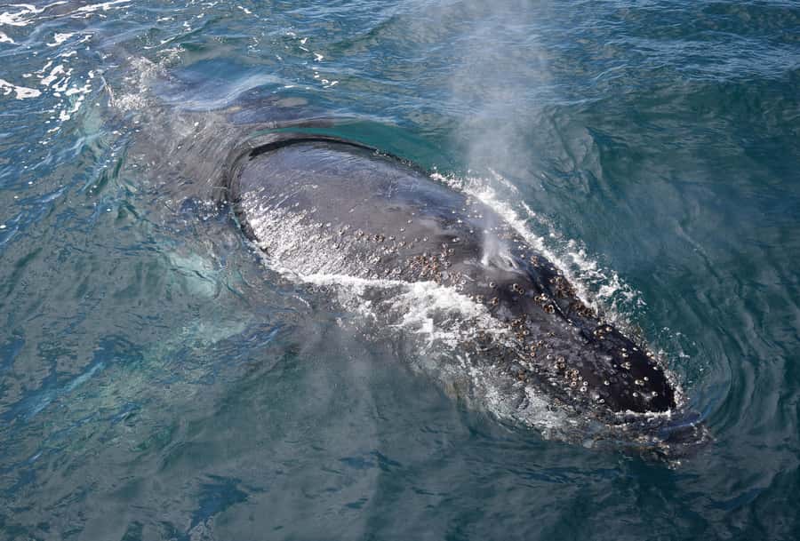 Philip Island: Dolphin and Whale Cruise - What the three hours feel like onboard