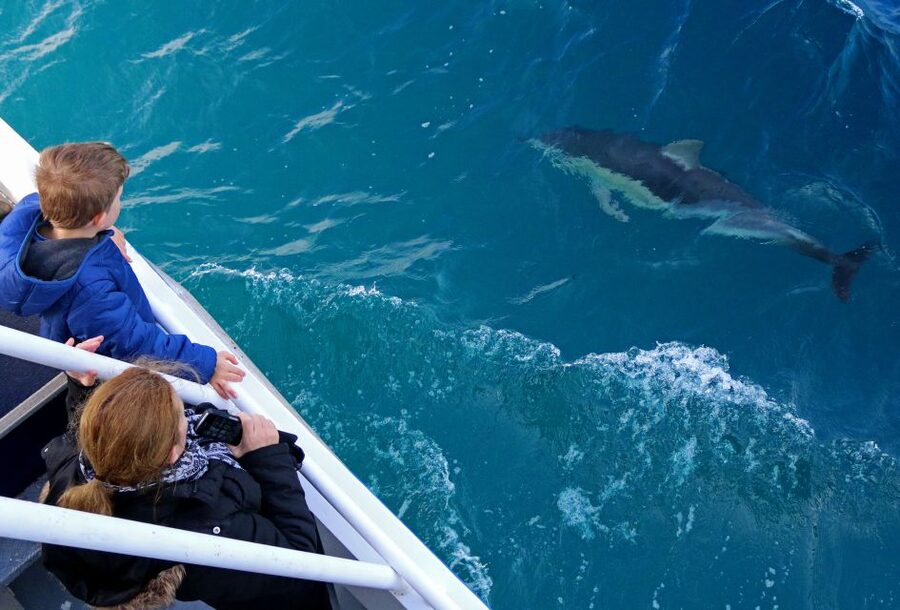 Philip Island: Dolphin and Whale Cruise - How much value do you get for $95?