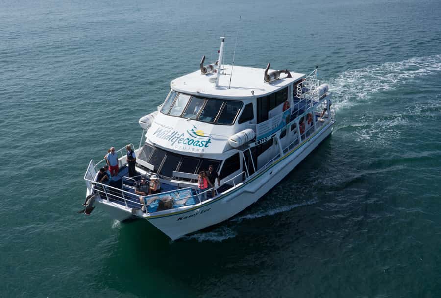 Philip Island: Dolphin and Whale Cruise - Booking advice for weather and wildlife