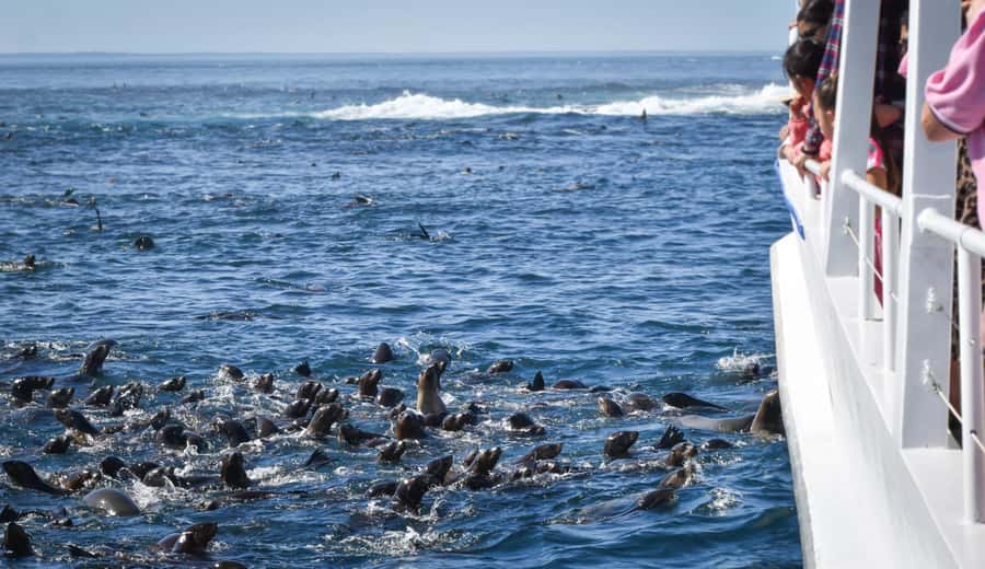 Philip Island: Seal Watching Cruise - Is the Phillip Island Seal Watching Cruise worth booking?