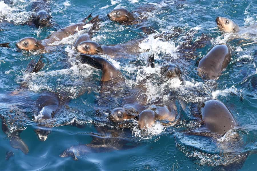 Philip Island: Seal Watching Cruise - Leaving Cowes for Phillip Island’s open coast