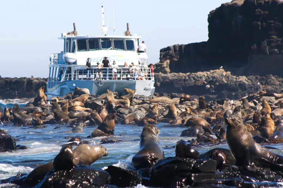 Philip Island: Seal Watching Cruise - Watching wildlife beyond the seals