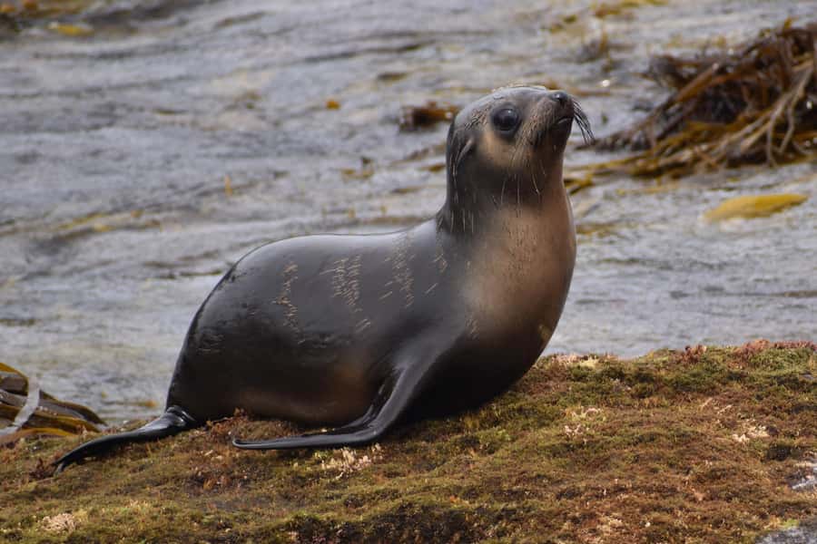 Philip Island: Seal Watching Cruise - What the $81 price includes