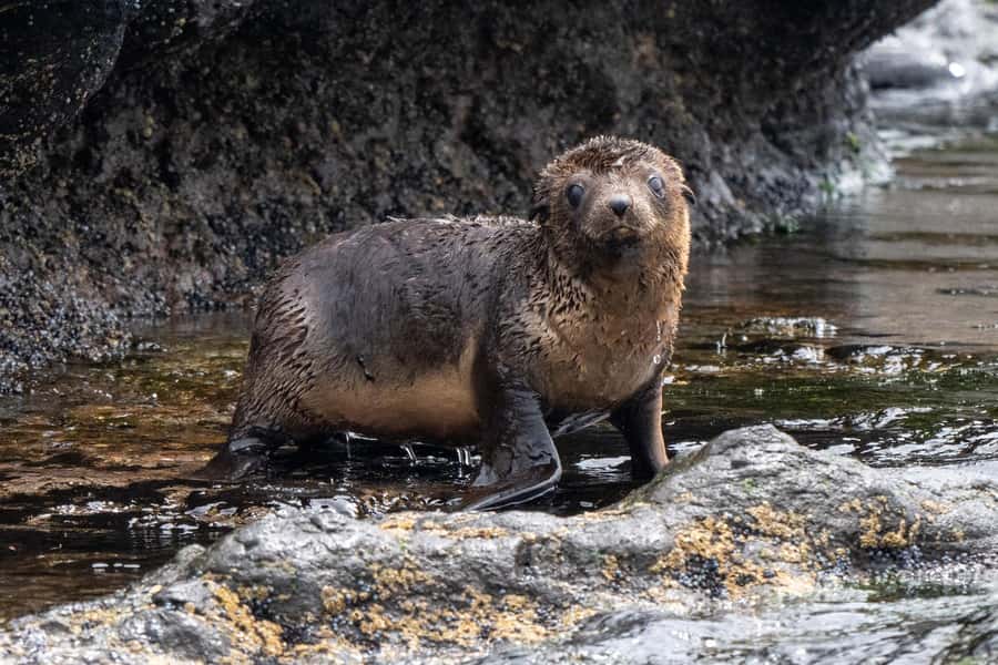 Philip Island: Seal Watching Cruise - Seal Rocks and the Australian fur seal colony