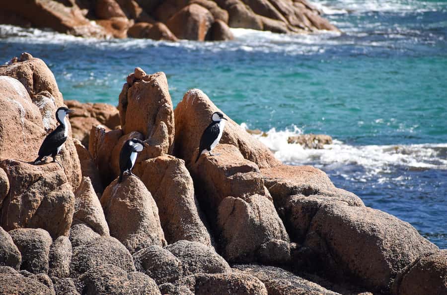 Phillip Island: 1-Hour Cape Woolamai Scenic Cruise - Cape Woolamai cliffs, caves, and blue water