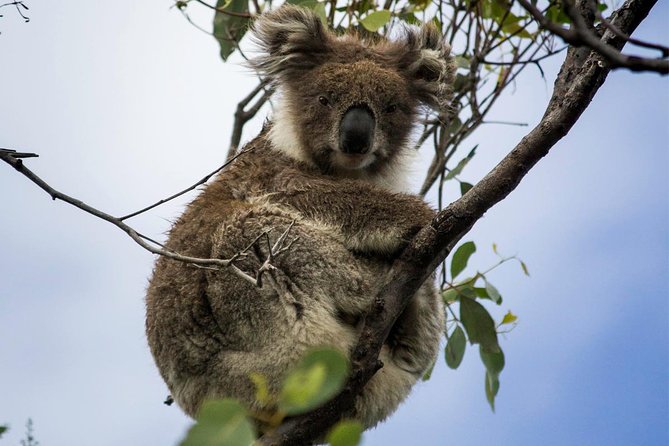 Phillip Island and French Island Wildlife Expedition - Returning through Stony Point toward Phillip Island