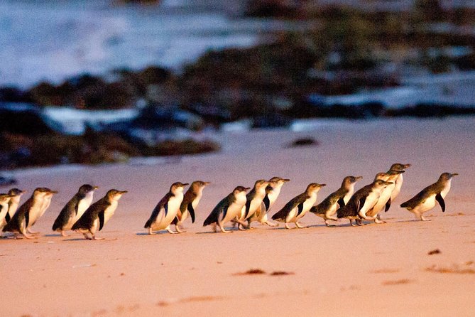 Phillip Island Day Trip from Melbourne with Penguin Plus Viewing Platform - Key things to know before booking