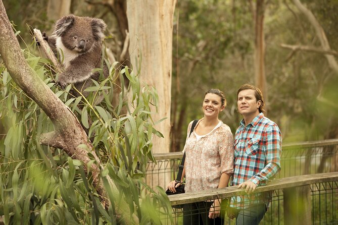 Phillip Island Day Trip from Melbourne with Penguin Plus Viewing Platform - Why the penguin return is worth the long day