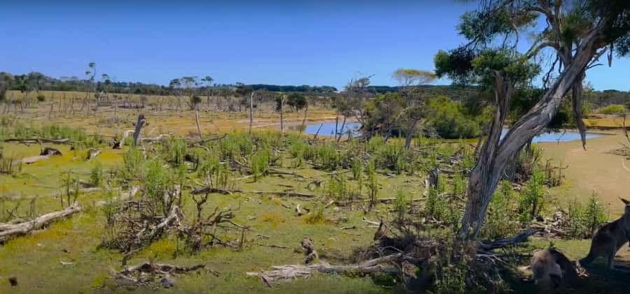 Phillip Island Driving Tour with an APP - Surfies Point, Clip ’n Climb, and the eastern beaches