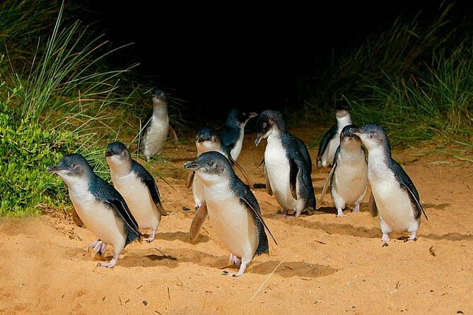 Phillip Island: Golden Hour Penguin Express Tour w/ Island Pickup - Why the penguin return is worth planning around