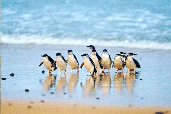 Phillip Island: Golden Hour Penguin Express Tour w/ Island Pickup - Cowes gives you a quick taste of island life