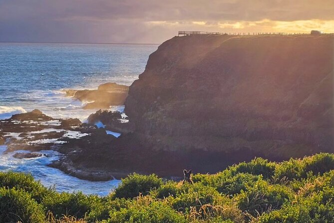 Phillip Island: Golden Hour Penguin Express Tour w/ Island Pickup - The Nobbies at golden hour