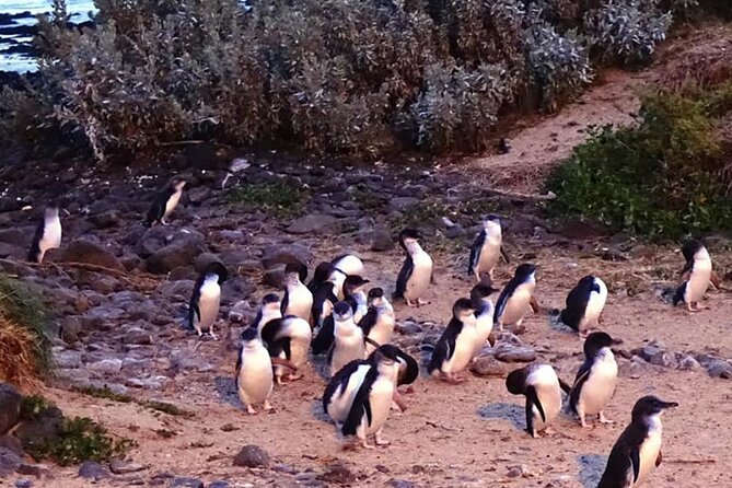 Phillip Island: Golden Hour Penguin Express Tour w/ Island Pickup - The guide is a major part of the value