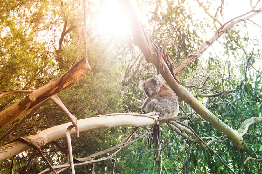 Phillip Island: Hike and Penguin Parade - 8 pax Small Tour - Who Should Book This Phillip Island Day Tour