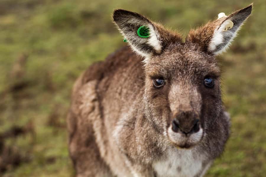 Phillip Island: Hike and Penguin Parade - 8 pax Small Tour - Final Verdict: A Full Island Day, Not a Penguin Express