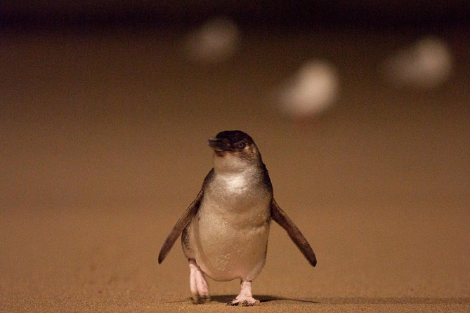 Phillip Island Medium Size Group Tour - Moonlit Sanctuary brings Australian wildlife closer