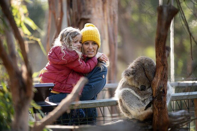 Phillip Island Penguin and Koala Highlights Day-Trip from Melbourne - Why the Penguin Parade is worth the long ride
