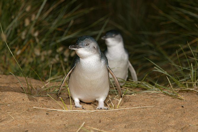Phillip Island Penguin and Koala Highlights Day-Trip from Melbourne - The cold-weather plan that makes the evening better