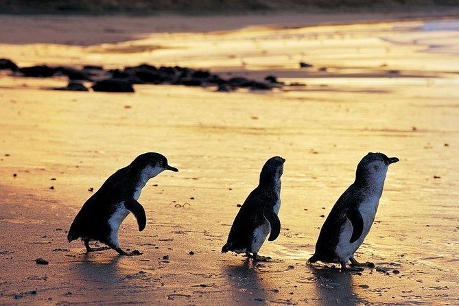 Phillip Island Penguin and wildlife Tour - Why the Penguin Parade is worth the long wait
