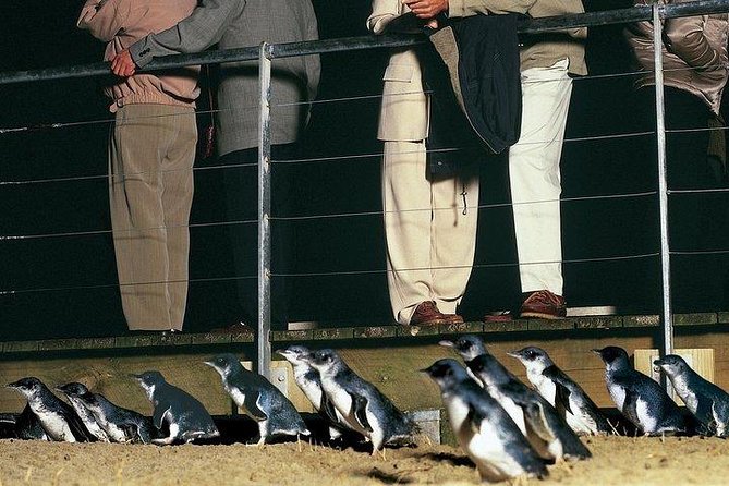 Phillip Island Penguin and wildlife Tour - Phillip Island Wildlife Park starts the animal day
