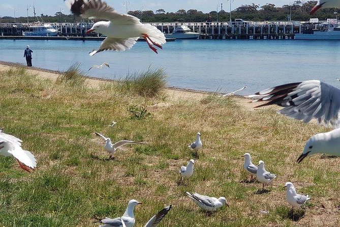 Phillip Island Penguin and wildlife Tour - A small group makes the long day easier