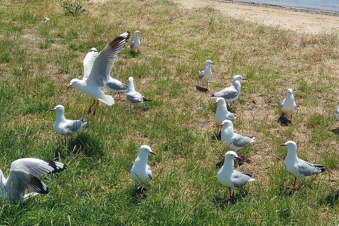 Phillip Island Penguin and wildlife Tour - What $159.23 includes, and what it does not