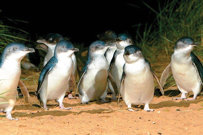 Phillip Island Penguin and wildlife Tour - Cowes gives the day a useful pause