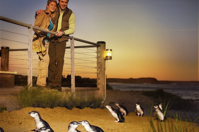 Phillip Island & Penguin Parade Afternoon Eco Tour from Melbourne - Why the penguin parade is worth the long evening