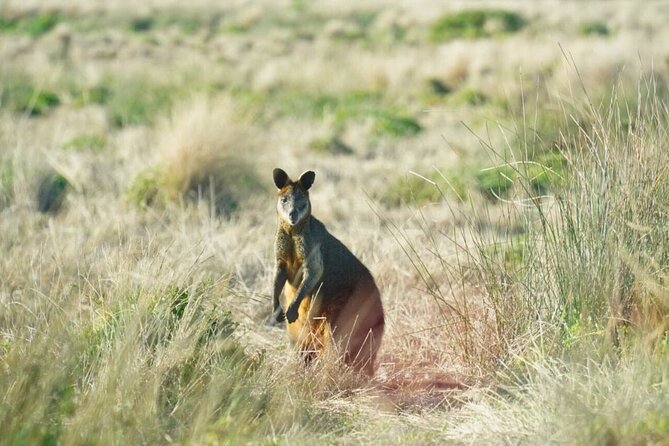 Phillip Island & Penguin Parade Afternoon Eco Tour from Melbourne - What the $111.17 price really covers
