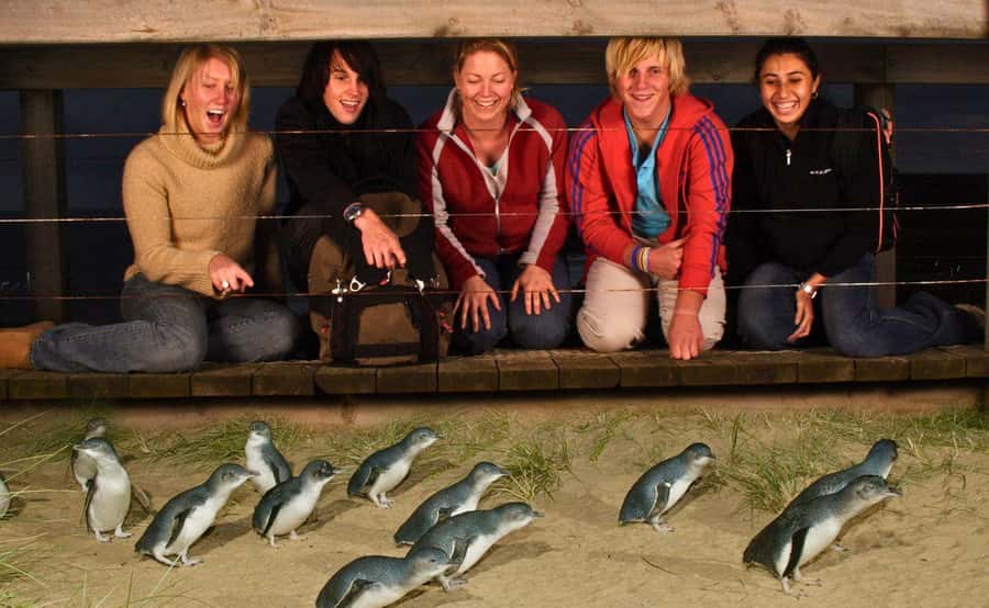 Phillip Island Penguin Parade Afternoon Tour from Melbourne - What the afternoon schedule feels like