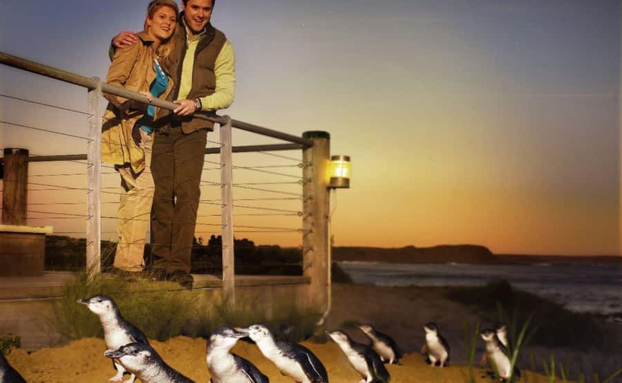 Phillip Island Penguin Parade Afternoon Tour from Melbourne - Is $109 good value?
