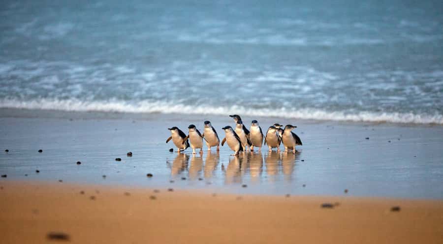 Phillip Island: Penguin Parade and Multi Attraction Pass - Key points to know before you go