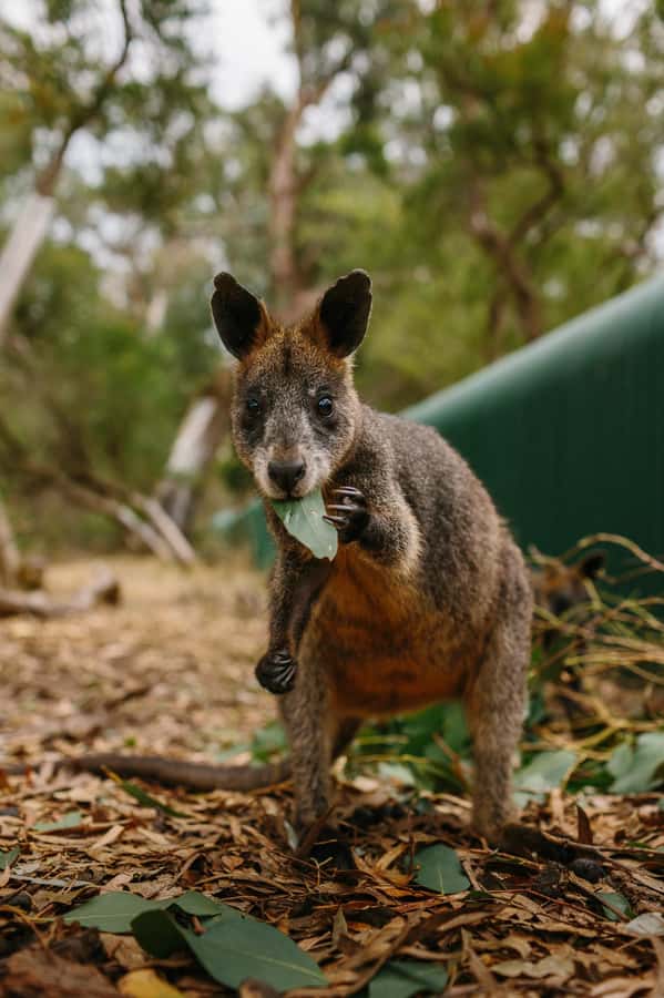 Phillip Island: Penguin Parade and Multi Attraction Pass - Churchill Island brings farming into the picture
