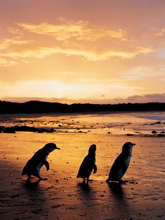 Phillip Island: Penguin Parade and Multi Attraction Pass - What the experience is like for families
