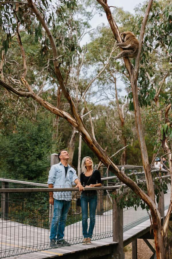 Phillip Island: Penguin Parade and Multi Attraction Pass - The staff and wildlife rules matter