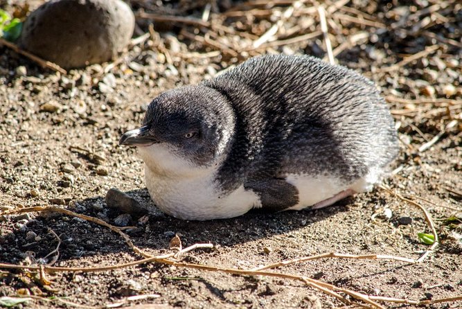 Phillip Island Penguin Parade Day Trip with Koalas from Melbourne - Key points to know before you book