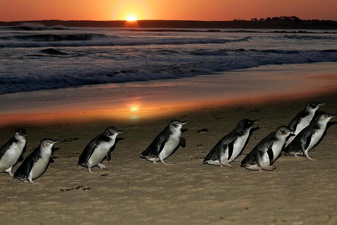 Phillip Island Penguin Parade Day Trip with Koalas from Melbourne - What the 10-hour schedule feels like