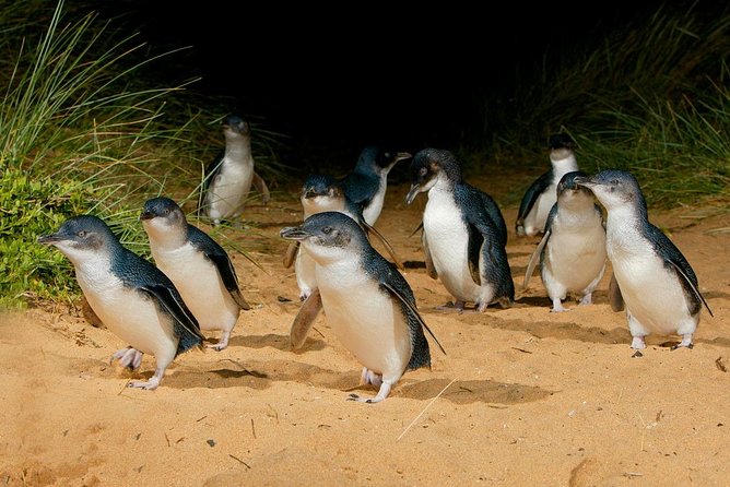 Phillip Island Penguin Parade Day Trip with Koalas from Melbourne - Who will enjoy this trip most