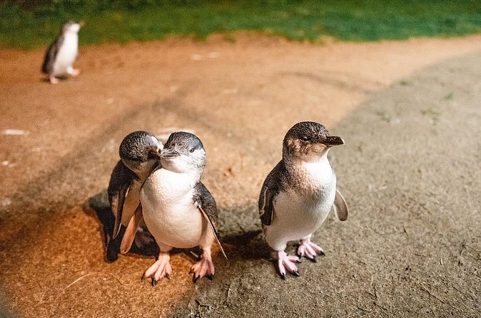 Phillip Island Penguin Parade Express Tour from Melbourne - Waiting for the Penguin Parade