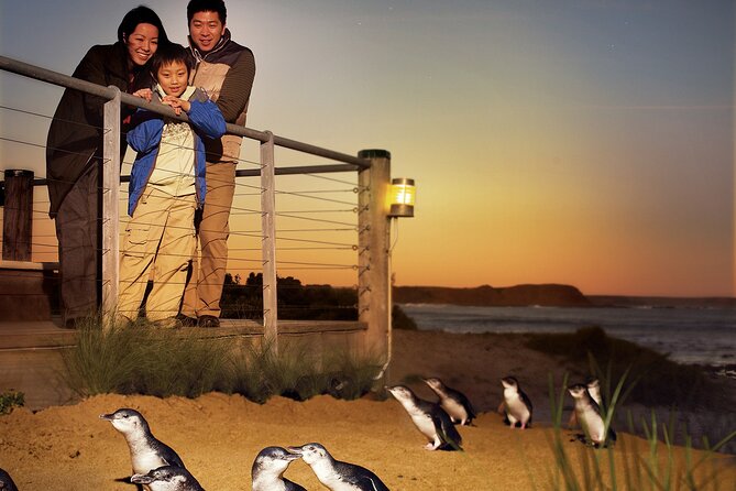 Phillip Island Penguin Parade Express Tour from Melbourne - General viewing, crowds, and premium upgrades