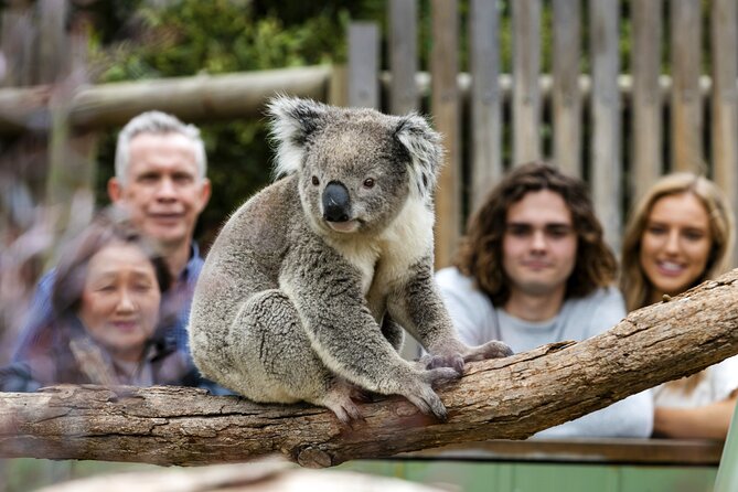 Phillip Island Penguin Parade, Wildlife and Beach Boxes Bus Tour - Four Australian highlights packed into one day