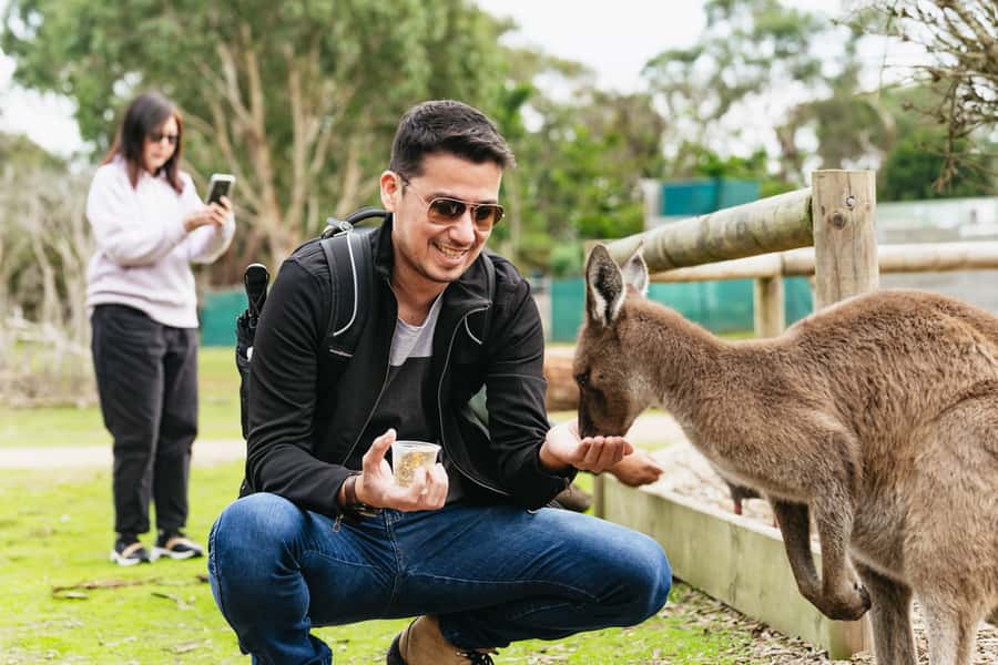 Phillip Island Penguin Parade with Expert Local Guide - Why the penguins are worth the long day