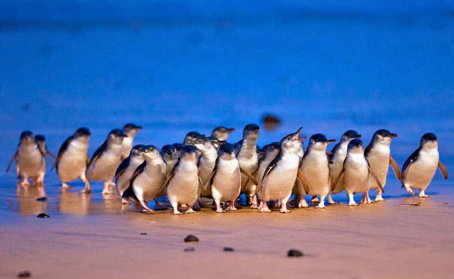 Phillip Island Penguin Parade with Expert Local Guide - Moonlit Sanctuary brings Australian wildlife close