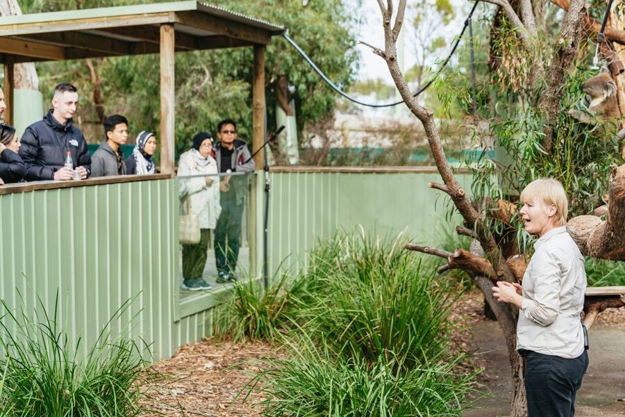 Phillip Island Penguin Parade with Expert Local Guide - The Nobbies boardwalk is short but scenic