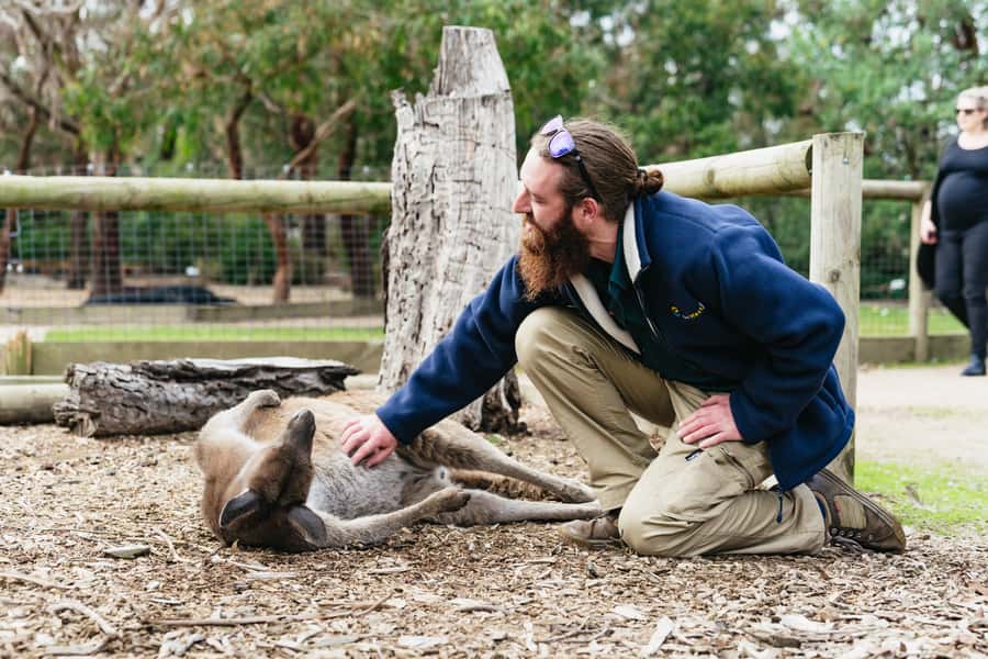 Phillip Island Penguin Parade with Expert Local Guide - What the coach ride is really like