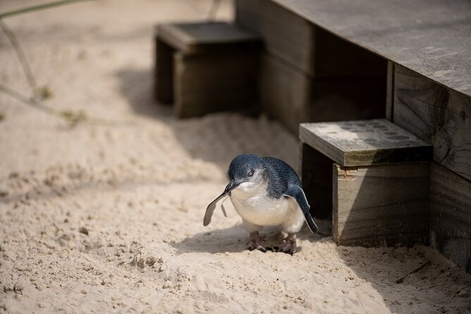 Phillip Island Penguins and Moonlit Sanctuary Private Day Tour - Two hours with Australian animals at Moonlit Sanctuary
