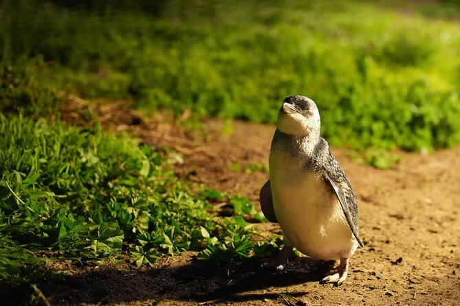 Phillip Island Penguins and Moonlit Sanctuary Private Day Tour - Cowes gives you time for a break